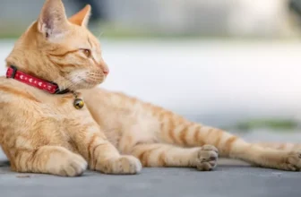 Quel est le col de chat idéal pour les chats intérieurs et extérieurs?