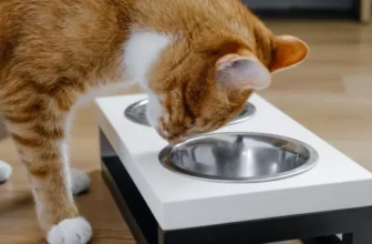 Quels sont les avantages des bols de chat élevés?