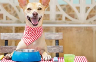 Une façon plus saine de nourrir votre chiot