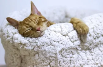 Comment les lits de chats chauffés bénéficient-ils à votre animal en hiver?