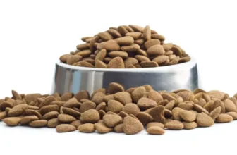 Comment pouvez-vous identifier la nourriture pour chiens de haute qualité?