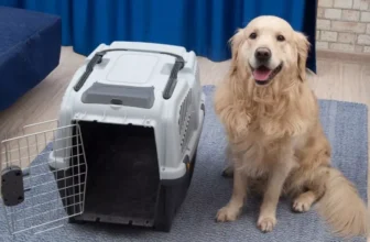 Comment trouvez-vous le transporteur de chiens parfait pour les voyages en avion?