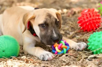 Comment les jouets interactifs peuvent-ils bénéficier à la santé mentale de votre chien?