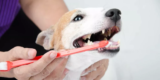 Quels sont les meilleurs produits pour les soins dentaires pour chiens?