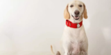 Comment choisissez-vous le bon collier de chien pour votre animal de compagnie?